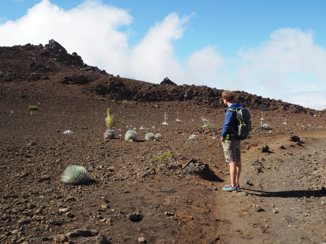 Das seltene Silberschwert im Haleakala Krater