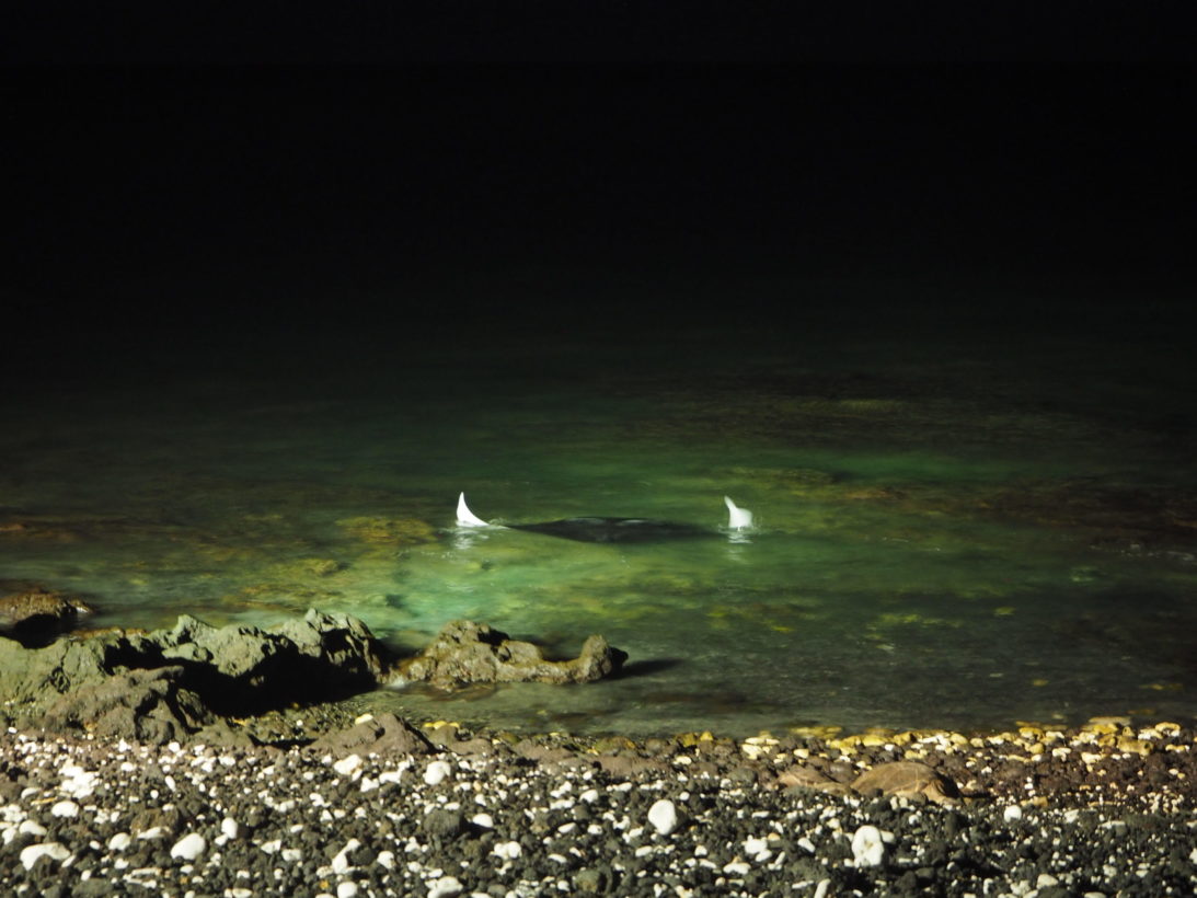 Mantarochen am Hotelstrand auf Big Island