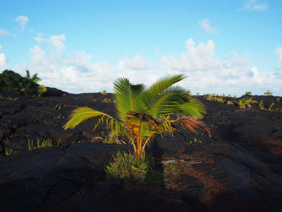 Palme im Kaimu Beach Park