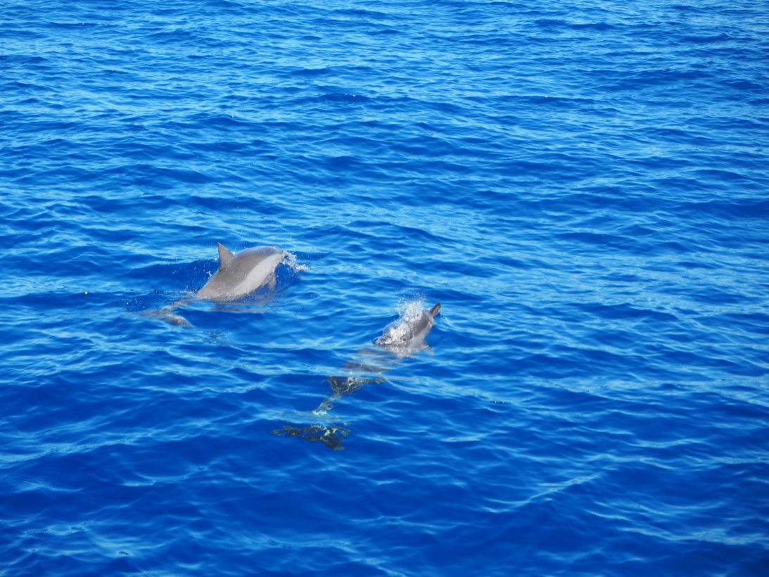 Spinner Dolphin Kauai