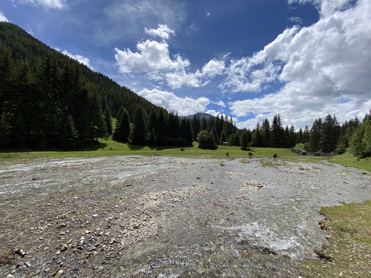 Pferde auf dem Weg zur Messnerhütte