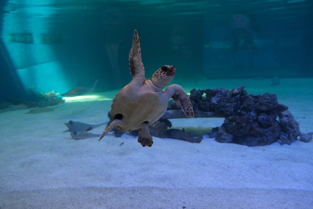 Aquarium Valencia