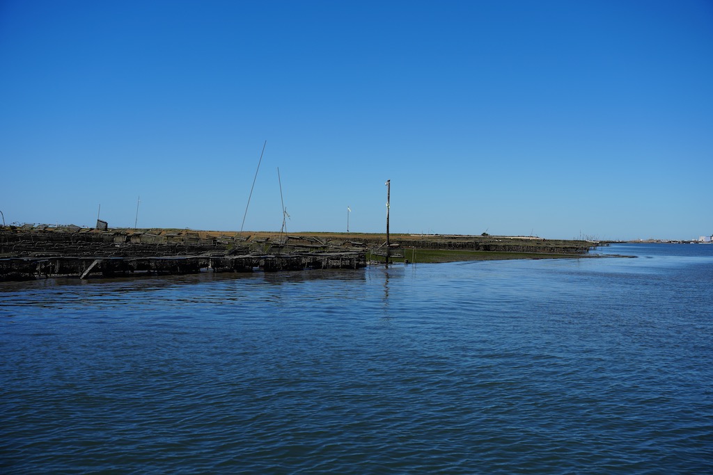 Muscheln in der Ria Formosa
