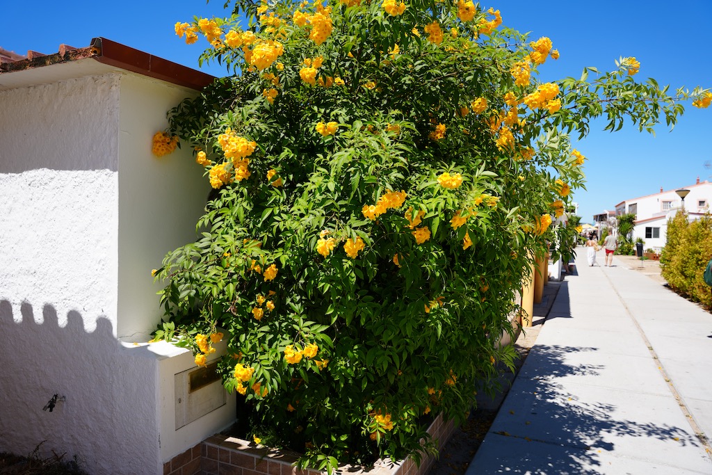 Gasse auf der Insel Culatra